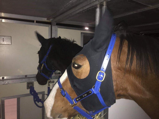 How Liquid Titanium Calming Masks Helped Our Horses Cope With Stressful International Travel - Fenwick Equestrian