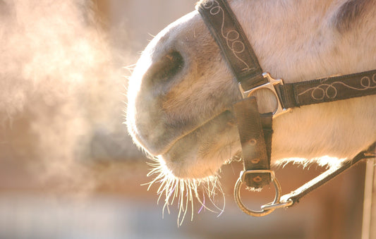 Tips for Winter Horse Care