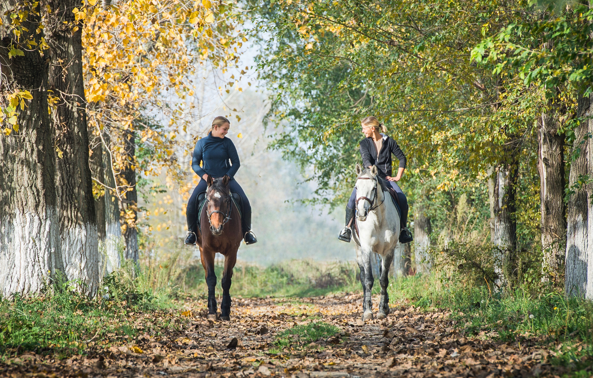 English Ridingf English Riding VS Western Riding β Fenwick Equestrian