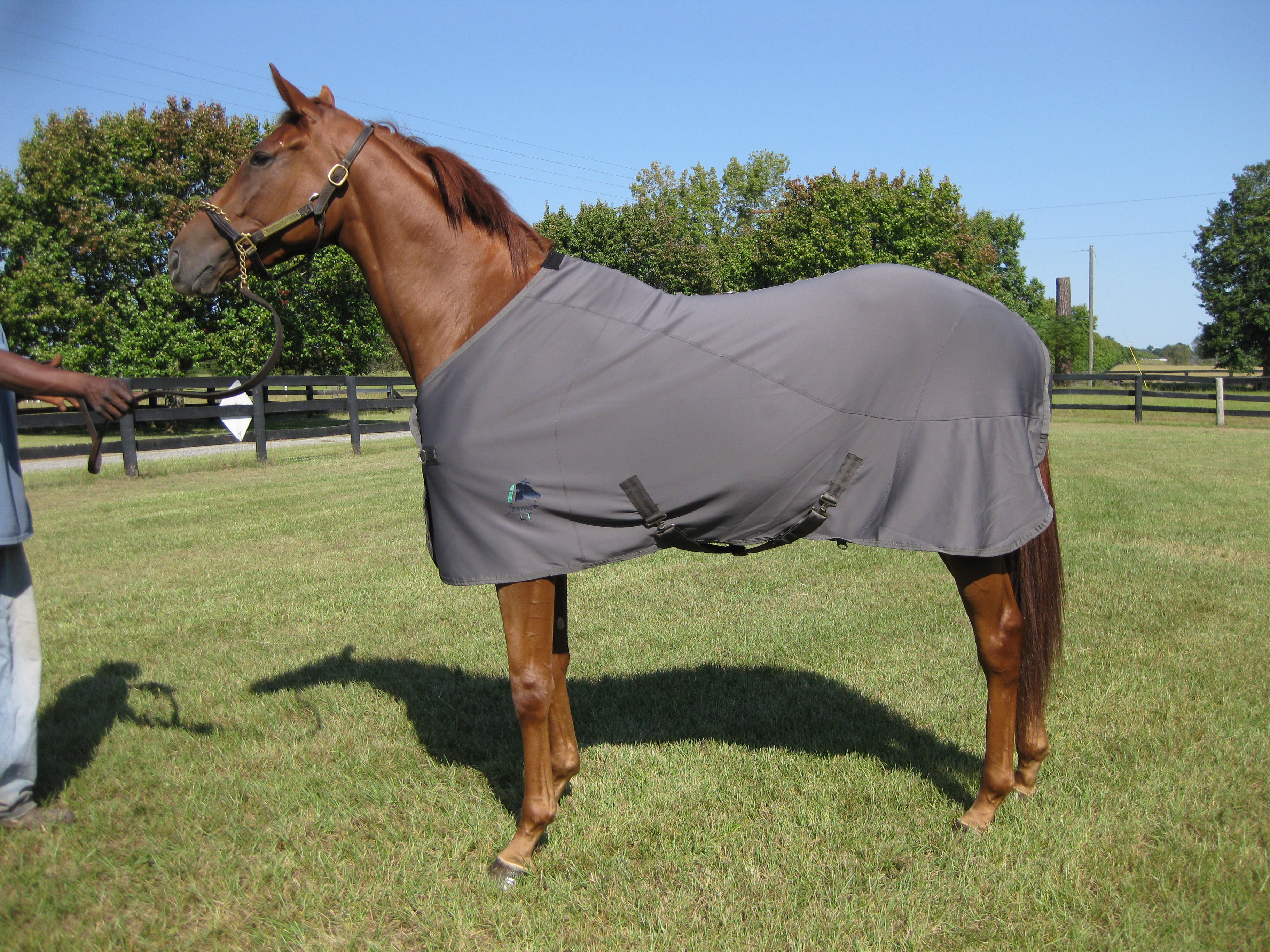 LT® Therapeutic Stable Sheet – Fenwick Equestrian