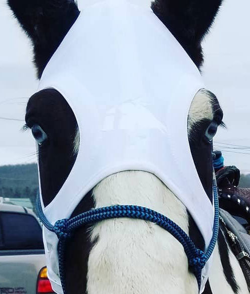 LT® Horse Mask Irregulars