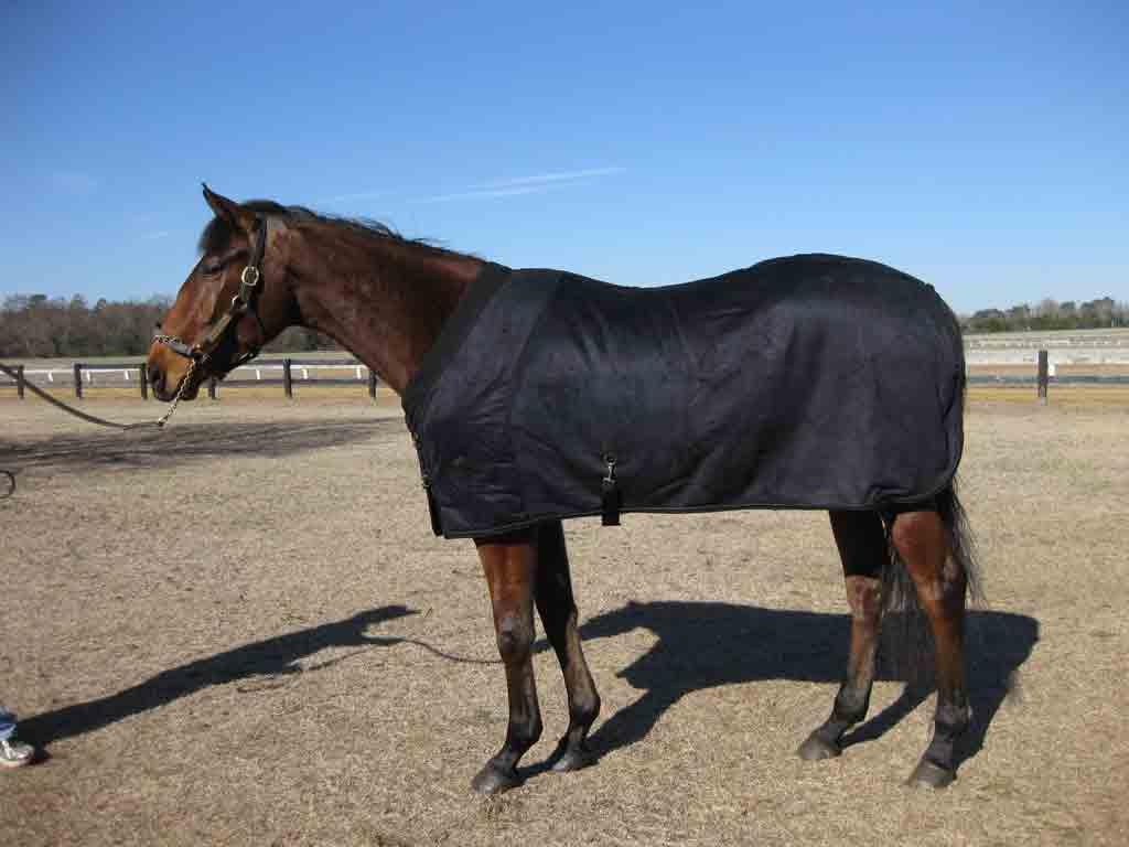 EquSuede Sherpa Fleece Blanket - Fenwick Equestrian