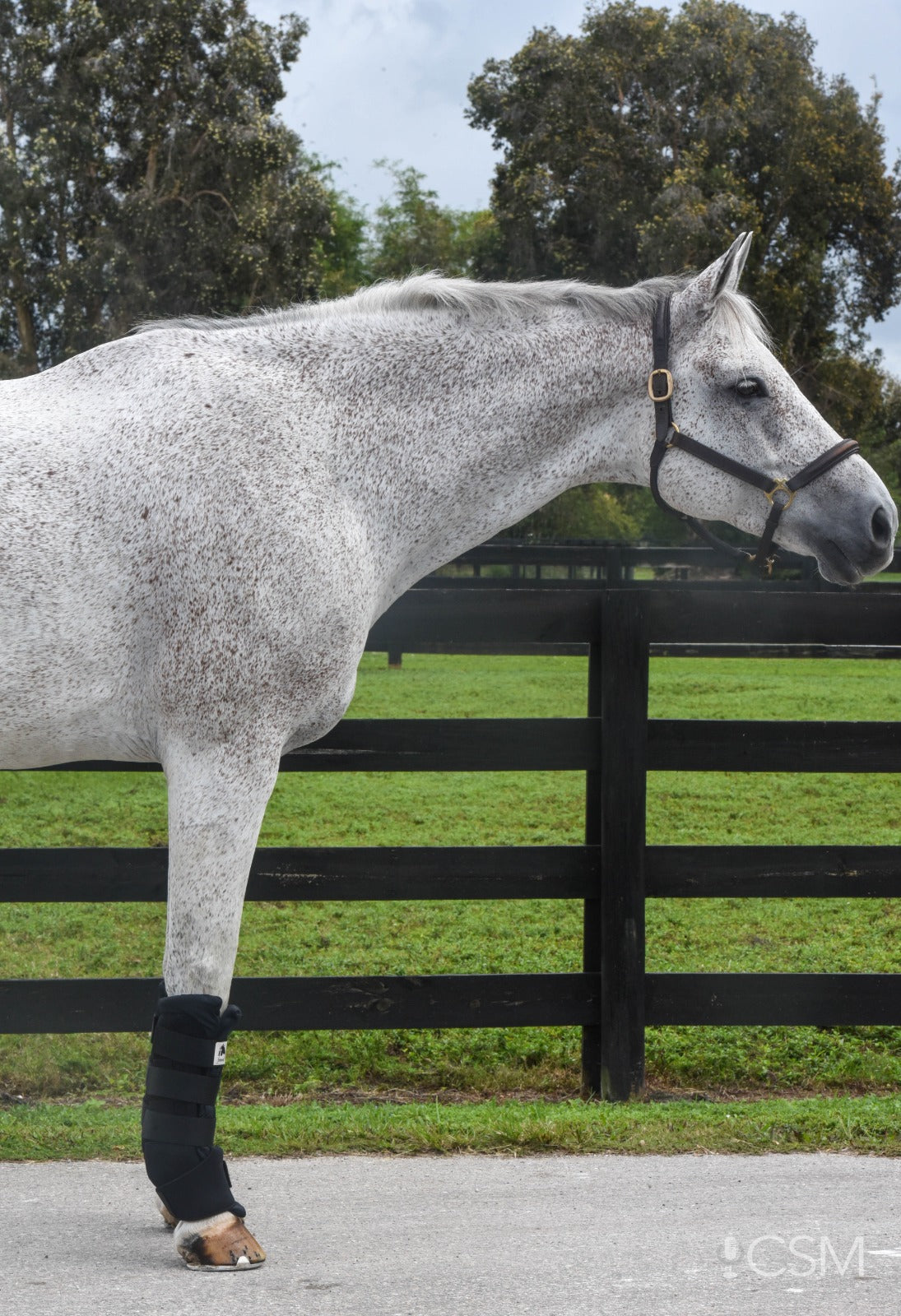 LT Horse Quick Leg Wraps