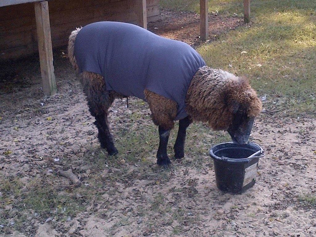 Liquid Titanium® Dog Shirt - Fenwick Equestrian