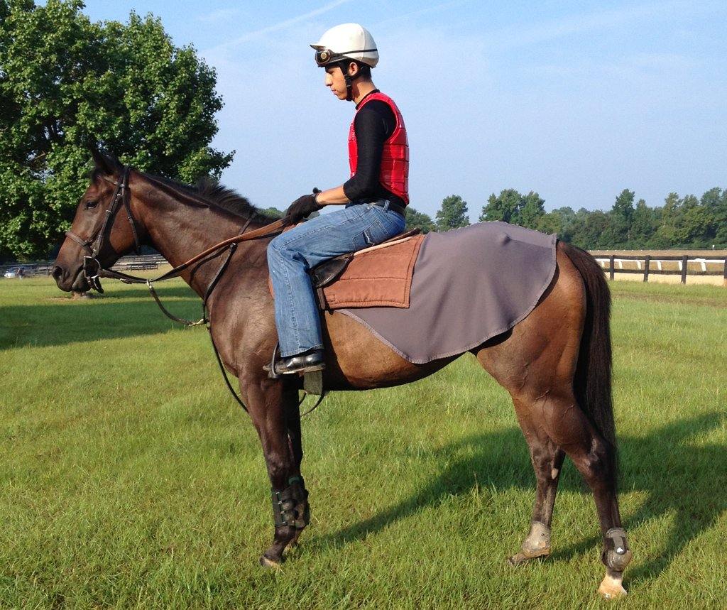 Liquid Titanium® Quarter Sheet - Fenwick Equestrian