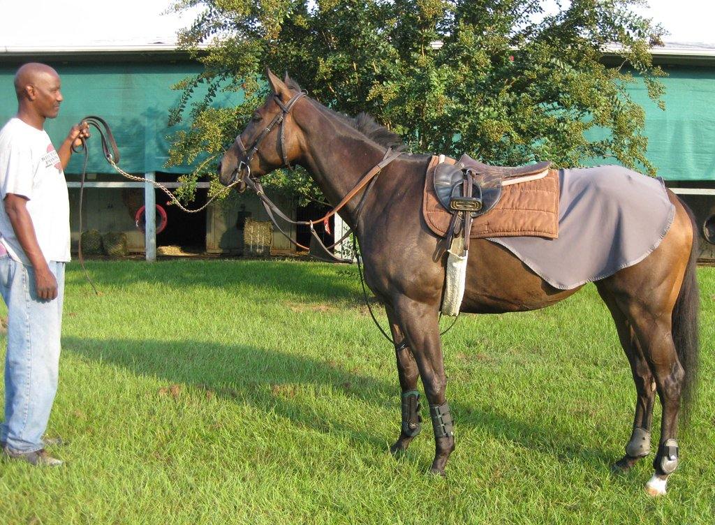 Liquid Titanium® Quarter Sheet - Fenwick Equestrian