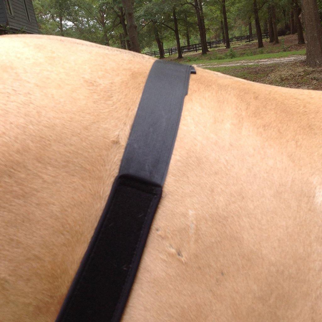 Liquid Titanium® Stifle Wrap - Fenwick Equestrian