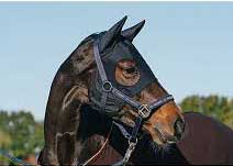 LT® Horse Mask Irregulars