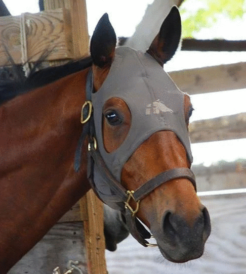 Liquid Titanium® Mask - Irregular - Fenwick Equestrian