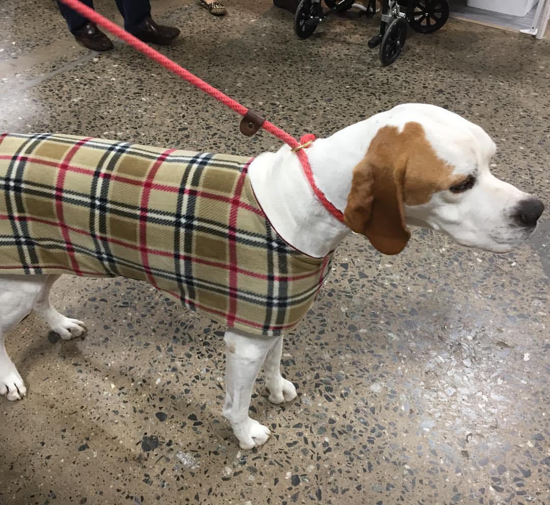 LT® Snug Pups Dog Coat – Fenwick Equestrian