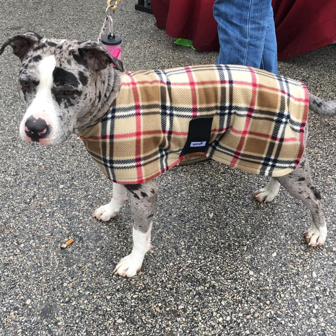 LT® Snug Pups Dog Coat – Fenwick Equestrian - Main Image