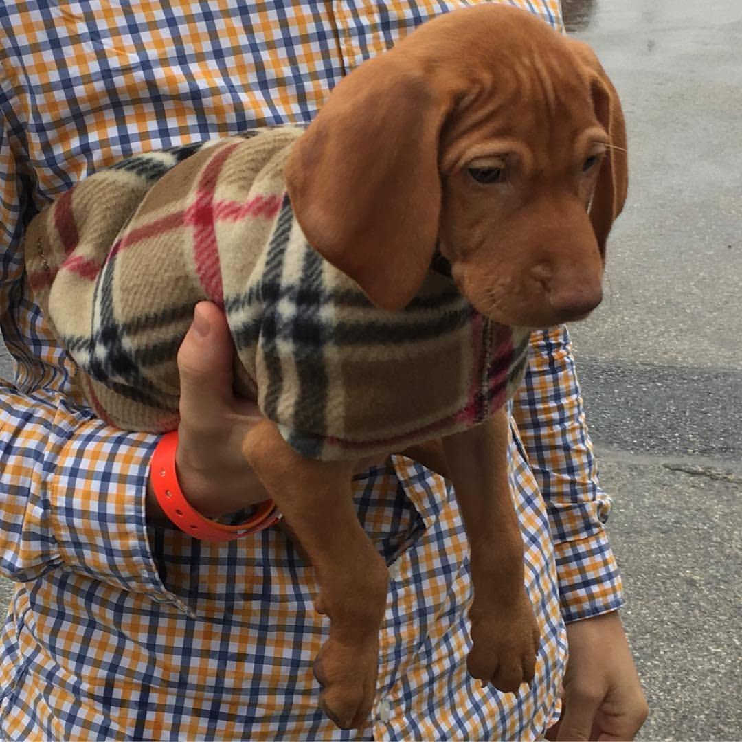 Snug Pups® LT Therapeutic Dog Coat - Fenwick Equestrian